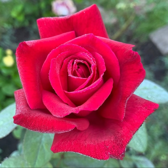 Meet your Posher, J - Picture 3 of 4